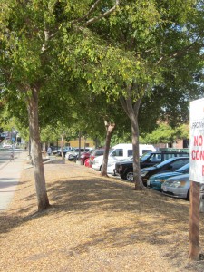 City Willing to Trade 20-Year-Old Trees for Temporary Parking